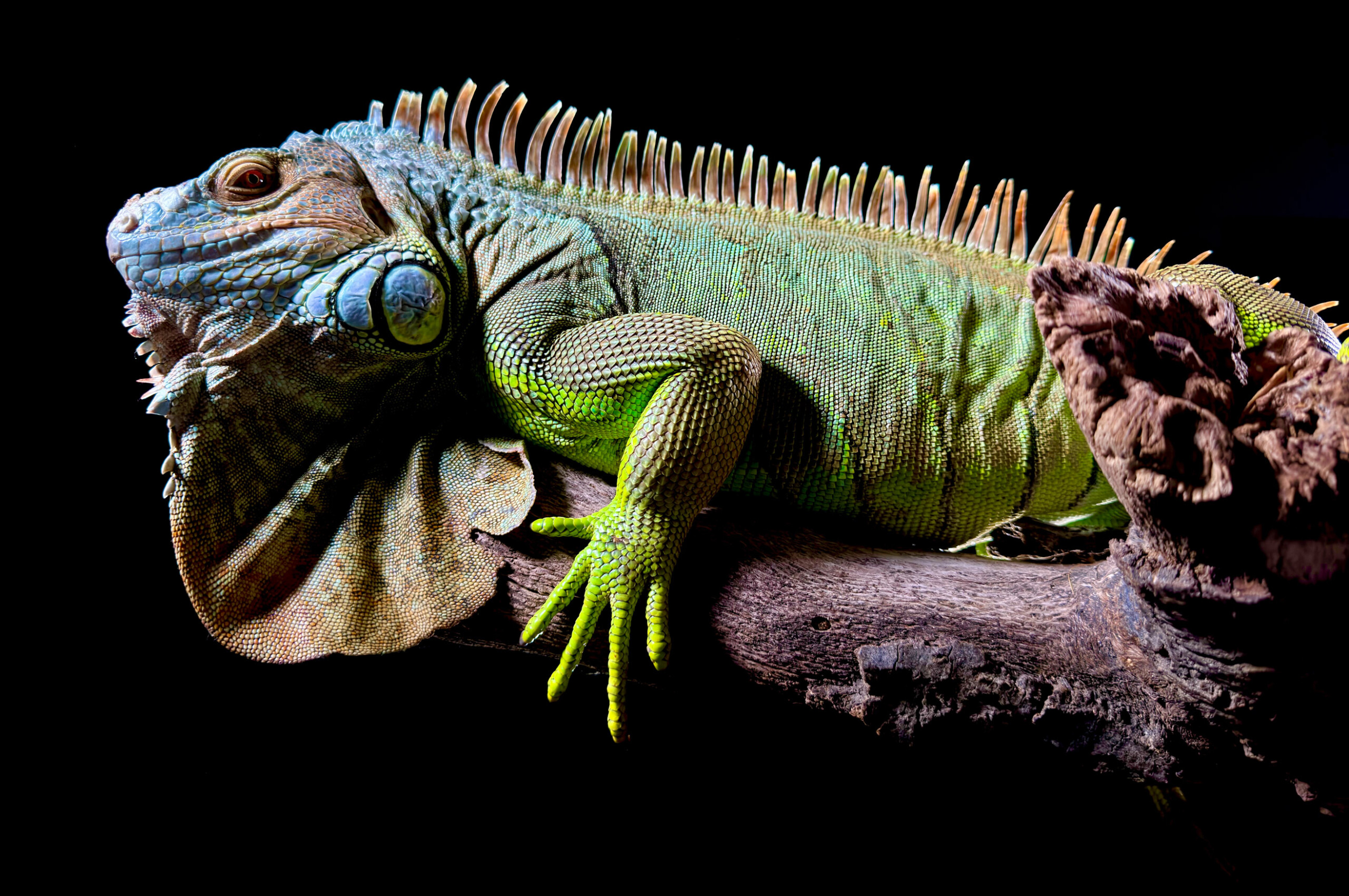 Una iguana verde, fotografiada con la cámara principal de 48Mpixel de iPhone 15 Pro
